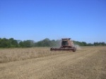 Harvesting soya beans